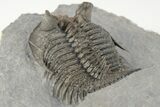 2.6" Tower-Eyed, Erbenochile Trilobite From Ou Driss - Top Quality! - #201652-3